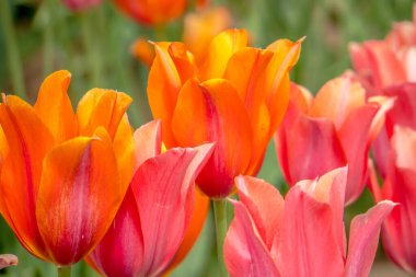 Bir tarlada bir demet turuncu ve pembe çiçek var. Çiçekler tamamen çiçek açmış ve çok parlak ve renkli. Huzurlu ve huzurlu bir sahne.