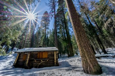 Ormanda, önünde ağaç olan bir kulübe. Kulübe küçük ve ahşaptan yapılmıştır. Ağaç uzun ve bir gövdesi var. Güneş ışıl ışıl parlıyor, sıcak ve davetkar bir atmosfer yaratıyor.