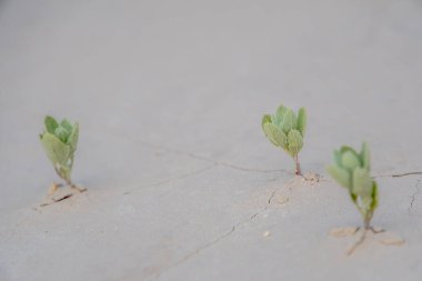 Kumda üç küçük bitki büyüyor. Bitkiler yeşil ve toprakta büyüyorlar.