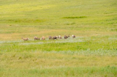 Bir hayvan sürüsü otlak arazide yürüyor. Hayvanlar çoğunlukla kahverengi ve beyazdır.
