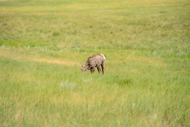 Bir geyik otlakta otluyor. Geyik açık alanda sakince yemek yerken, sükunet ve huzur kavramı.