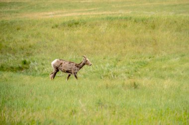 Kahverengi ve beyaz bir keçi çimenli bir arazide yürüyor. Keçi, görüntünün ana odak noktasıdır ve çimenli alan da arka plan görevi görmektedir. Huzur ve doğal güzellik kavramı