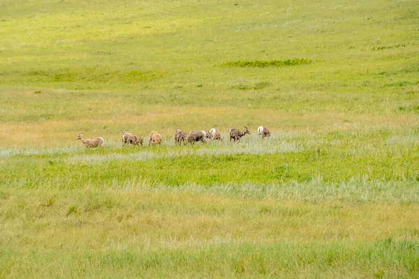 Bir hayvan sürüsü otlak arazide yürüyor. Hayvanlar çoğunlukla kahverengi ve beyazdır.
