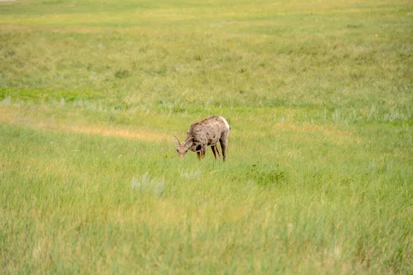 Bir geyik otlakta otluyor. Geyik açık alanda sakince yemek yerken, sükunet ve huzur kavramı.