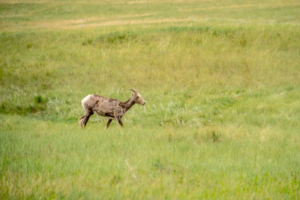 Kahverengi ve beyaz bir keçi çimenli bir arazide yürüyor. Keçi, görüntünün ana odak noktasıdır ve çimenli alan da arka plan görevi görmektedir. Huzur ve doğal güzellik kavramı
