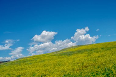 Arka planda mavi gökyüzü olan sarı bir çiçek tarlası. Gökyüzü açık ve güneş parlıyor.
