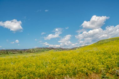Arka planda mavi gökyüzü olan sarı bir çiçek tarlası. Gökyüzü bulutlarla kaplı, ortama huzurlu ve huzurlu bir atmosfer veriyor.