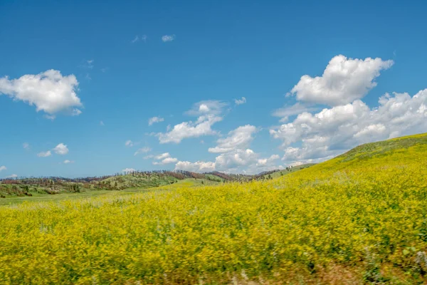 Arka planda mavi gökyüzü olan sarı bir çiçek tarlası. Gökyüzü bulutlarla kaplı, ortama huzurlu ve huzurlu bir atmosfer veriyor.