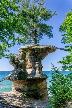 Ormanın ortasındaki bir kayanın üzerinde bir ağaç büyüyor. Kaya ağaçlarla çevrili ve gökyüzü açık ve mavi