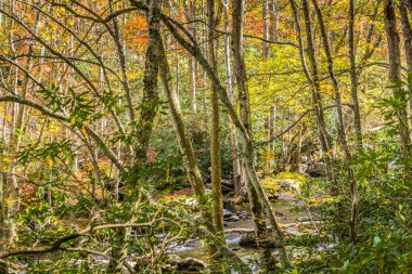 İçinden akarsu akan bir orman. Ağaçlar yeşil ve kahverengi, yapraklar sarı.