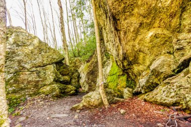 Üzerinde ağaç büyüyen kayalık bir bölge. Ağaç kayalarla çevrili ve ona giden bir yol var. Huzurlu ve huzurlu bir manzara. Ağaç yaşam hissi veriyor.