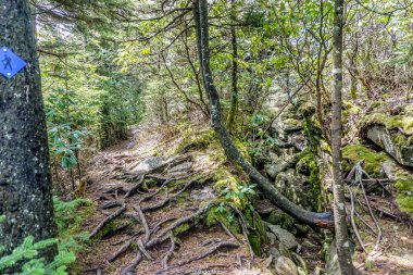 Ağaçta mavi işareti olan bir orman yolu. Yol kökler ve yosunlarla kaplanmış.