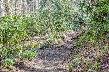 Ormanda ortada devrilmiş bir ağaç olan bir patika. Yol yapraklar ve toprakla kaplı.