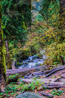 İçinden akarsu akan bir orman. Su berrak ve ağaçlar yeşil.