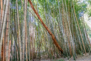 Ortada devrilmiş bir ağaç olan bambu ağaçlarından oluşan bir orman. Ağaçlar uzun ve yeşildir ve devrilmiş ağaç kahverengidir. Sahnenin huzurlu ve huzurlu bir havası var.
