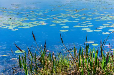 Üzerinde bir sürü nilüfer yaprağı olan bir su kütlesi. Su mavi ve nilüferler yeşil.