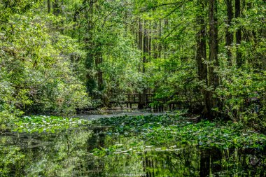 Gölün üzerinde köprüsü olan bir orman. Su sakin, ağaçlar yemyeşil.