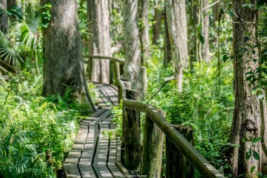 Orman yolu üzerinde tahta bir köprü. Köprü ahşaptan yapılmıştır ve ağaçlarla çevrilidir. Orman yemyeşil ve yemyeşil. Ağaçların arasından güneş ışığı parlıyor.