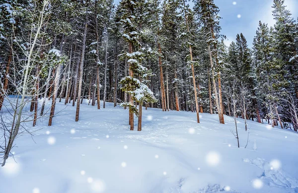 Karla kaplı ağaçlarla kaplı karlı bir orman. Kar yağıyor ve ağaçlar çıplak.
