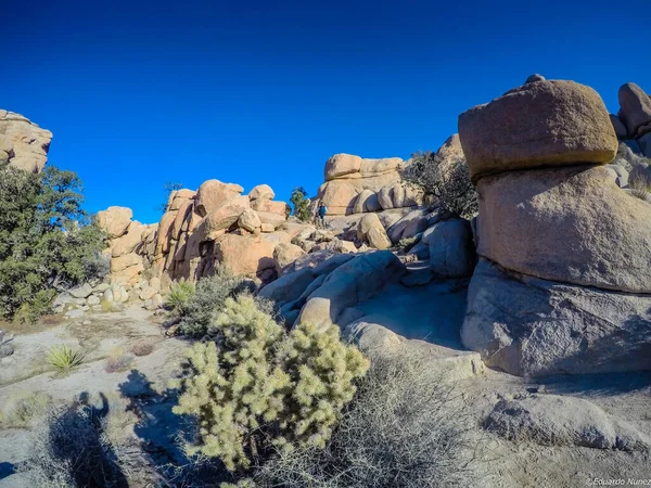 Joshua Tree Ulusal Parkı 'nda yürüyorum.