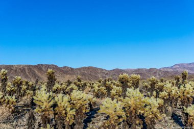 Mavi gökyüzü ve birkaç ağacı olan bir çöl manzarası. Ağaçlar kuru ve kahverengidir ve gökyüzü berrak ve parlaktır.