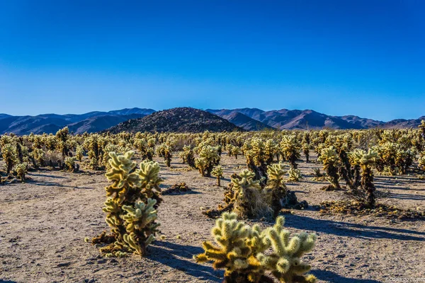 Büyük bir kaktüs tarlası olan bir çöl manzarası. Gökyüzü açık ve mavidir, ve güneş parlıyor. Sahne huzurlu ve sakin. Kaktüsler yalnızlık ve yalnızlık hissi veriyor.