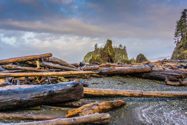 Arkasında büyük bir kaya oluşumu olan bir plaj. Kumsal ağaç dalları ve kütüklerle dolu.