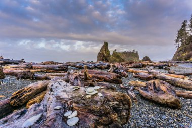 Arkasında büyük bir kaya oluşumu olan kayalık bir sahil. Kumsal kayalıklarla ve tahtalarla kaplı.