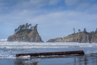 Büyük bir kütük kayalık bir kıyıya yakın okyanusta yüzüyor. Su dalgalı ve gökyüzü bulutlu.