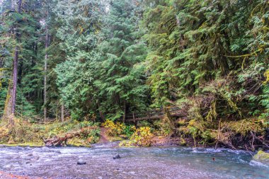 İçinden akarsu akan bir orman. Su berrak ve ağaçlar yemyeşil.