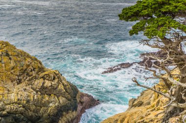Önünde bir ağaç olan kayalık bir kıyı şeridi ve arka planında büyük bir su kütlesi.