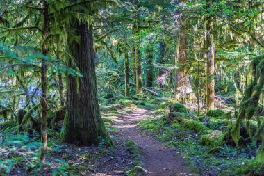 Ağaçlarda yosun yetişen bir orman yolu. Yosun yeşil ve kahverengidir. Yol ağaçlarla çevrili ve yosunlar zemini kaplıyor.