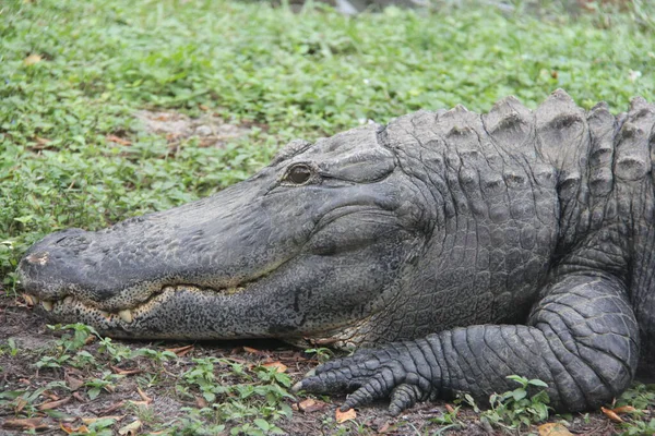 Büyük bir timsah başı aşağıda yerde yatıyor. Çimler yeşil ve zemin kahverengi.