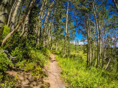 A forest path with trees and a clear blue sky. The path is surrounded by green grass and wildflowers