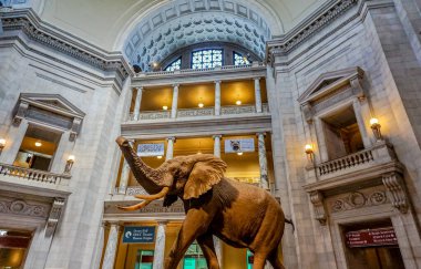 Büyük bir binadaki büyük bir fil heykeli. Fil kahverengidir ve bir hortumu vardır. Bina çok büyük ve birçok penceresi var.