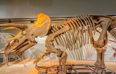 Bir müzede bir dinozor iskeleti sergileniyor. İskelet çok büyük ve çok fazla kemiği var. İskelet bir kaidede ve kırmızı bir iple çevrilidir. Müze çok loş aydınlatılmış.