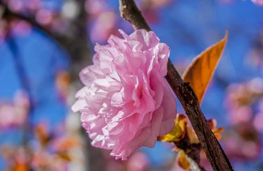 Pembe bir çiçek bir ağacın dalında. Çiçek görüntünün odak noktasıdır.