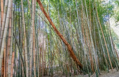 Ortada devrilmiş bir ağaç olan bambu ağaçlarından oluşan bir orman. Ağaçlar uzun ve yeşildir ve devrilmiş ağaç kahverengidir. Sahnenin huzurlu ve huzurlu bir havası var.