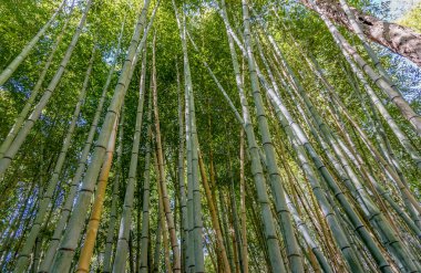 Yapraklarında güneş ışığı parlayan bambu ağaçlarından oluşan bir orman. Ağaçlar uzun ve yeşil. Huzurlu ve huzurlu bir atmosfer yaratıyorlar.