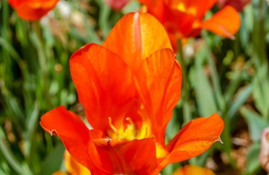 Sarı merkezli kırmızı bir çiçeğin yakın çekimi. Çiçek yeşil yapraklarla çevrilidir.