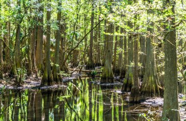 Ortasında bir su kütlesi olan bir orman. Su yeşil ve ağaçlar uzun.
