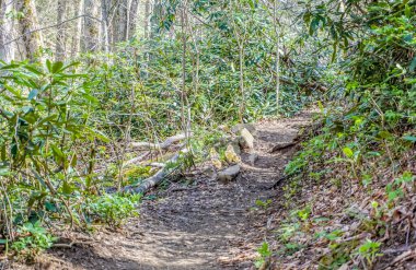 Ormanda ortada devrilmiş bir ağaç olan bir patika. Yol yapraklar ve toprakla kaplı.