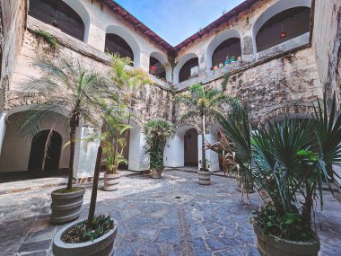 Bir sürü bitki ve ağaç olan bir avlu. Avlu boş ve bir sürü yeşilliği var.