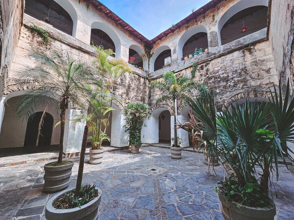 Bir sürü bitki ve ağaç olan bir avlu. Avlu boş ve bir sürü yeşilliği var.