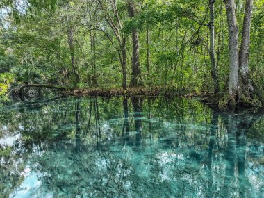 Kristal berraklığında su, uzun yeşil ağaçları yansıtır. Eski kökler turkuaz yüzeyden ortaya çıkar. Güneş ışığı sık orman tepe örtüsünden süzülür. Dinginlik, sakin ve dokunulmamış doğayı yansıtır.