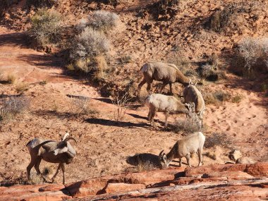 Seyrek çöl çalıları olan dramatik kırmızı kaya kanyonu. Birkaç büyük boynuzlu koyun otluyor ya da tetikte bekliyor. Güneş ışığı arazide keskin gölgeler bırakır. Hayvanlar sakin görünüyor, araştırmaya ya da gözlemlemeye odaklanmış.