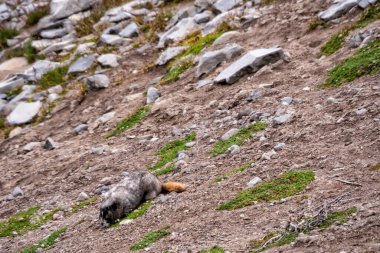 Marmot kayalık yosunlu yamaçta duruyor. Çevresini çıplak toprak, taşlar ve yeşil yamalar sarar. Hayvan sakin görünüyor, doğal ortamında biraz kıvrılmış. Doğa, vahşi yaşam veya dağlık manzaralar için idealdir.