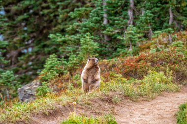 Marmot çimli bir yamaçta tetikte bekliyor. Evergreen ağaçları arka planı çerçeveliyor. Kahverengi kürk, yeşil ve toprak tonlarıyla çelişiyor. Güneş ışığı, onun tuhaf duruşunu nazikçe aydınlatır.