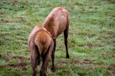 Yeşil bir çayırda iki geyik duruyor. Başları öne eğilmiş, sessizce otluyorlar. Kahverengi kürk otumsu tonlarla harmanlanır. Alan arkalarından yavaşça uzanıyor. Doğal vahşi yaşam anı, sakin ve durgun