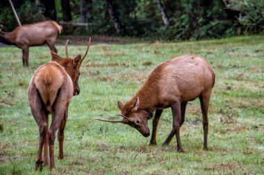 İki geyik yemyeşil bir çayırda otluyor. Bir geyik kameraya dönük olarak tetikte bekliyor. Diğeri de çimenleri kemirmek için başını eğiyor. Ağaçlar arka planda, hafifçe bulanık
